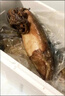 大魷魚整只冷凍香辣魷魚須海鮮大章魚足魷魚頭八爪魚鮮活水產(chǎn) 大魷魚1斤【凈重無冰】 曬單實拍圖