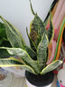 自動(dòng)澆水盆栽（24款）水培綠蘿發(fā)財樹(shù)文竹吊蘭玫瑰薄荷辦公室內白掌仙人掌銅錢(qián)草虎皮蘭金錢(qián)樹(shù)花卉綠植物 端莊典雅-虎皮蘭 帶盆栽好 曬單實(shí)拍圖