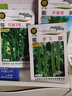 京研芹菜種子大西芹菜種子四季小香芹蔬菜種籽口感清脆回味清香小香芹芹香蓮 5克 曬單實(shí)拍圖