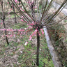 看匠梅花樹苗紅梅綠梅臘梅榆葉梅花苗室內(nèi)外多年生冬季耐寒老樁盆景 紅梅 直徑1.5公分粗帶土球發(fā)貨 曬單實拍圖