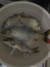 AFW魚(yú)竿超輕超硬19調6H8H手桿臺釣竿黑坑大物竿鯽鯉魚(yú)竿湖庫綜合竿 3.6m +2.7m+雙禮包+終身配節 曬單實(shí)拍圖