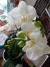 闌兮閣蝴蝶蘭 好養蘭花 洋蘭 年宵花 綠植花卉小盆栽 容易復花花期超長(cháng) 兩顆白鴿帶花 中小花型 帶盆栽好 曬單實(shí)拍圖