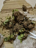 傾顏 觀賞盆栽植物吊金錢別名虎耳草苗虎耳草盆栽金絲荷葉苗盆栽花卉 小苗5顆 不含盆 曬單實拍圖