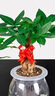 錦楓錦楓（jinfeng）辦公室水培綠植花卉盆栽玻璃花盆水培植物 進(jìn)寶【2盆】 含盆栽好 曬單實(shí)拍圖