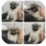 夢茜兒純種法斗幼犬活體寵物狗狗法國斗牛犬小型犬家養(yǎng)奶油色法斗小狗狗 寵物級 母 曬單實拍圖