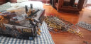 万代（BANDAI） RG 新世纪福音战士EVA 拼装模型玩具 18cm RG 零号机+DX阳电子炮 实拍图