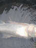 南北 魚(yú)餌酸酵鰱2kg桶裝釣魚(yú)餌料濕餌浮釣花白鰱魚(yú)胖頭大頭鰱鳙餌魚(yú)料 酸酵鰱桶裝（榴蓮味）2000g 曬單實(shí)拍圖