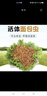 崇霧黃粉蟲大麥蟲活蟲面包蟲活體鮮活蟲烏龜八哥倉鼠鳥食守宮龍魚飼料 2-3cm 500條 曬單實拍圖