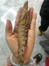 恒舜斑節蝦特大號九節蝦新鮮花蝦竹節蝦鮮活海鮮類(lèi)基圍蝦大蝦海蝦鮮蝦 一斤裝（收到請及時(shí)冷凍保存） 1斤(凈重)  10-12只/斤（中號） 曬單實(shí)拍圖