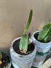 傾奢令箭荷花 盆栽花卉室內綠植 仙人掌多肉植物 葉片扦插苗 曬單實(shí)拍圖