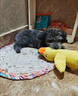 阿莫爾狗狗玩具發(fā)泄毛絨耐咬發(fā)聲小型犬幼犬成犬泰迪比熊寵物柯基小黃鴨 小號沖鋒鴨 中型犬適用 曬單實(shí)拍圖