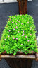 仿真植物墻草皮墻背景墻綠植墻面裝飾綠植假綠化草坪陽(yáng)臺裝飾壁掛 尤加利帶花(戶(hù)外優(yōu)選) 曬單實(shí)拍圖
