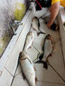 櫻島手竿鰱鳙釣組魚(yú)鉤浮釣大胖頭專(zhuān)用綁好彈簧鉤爆炸花白鰱魚(yú)鉤 小彈簧 13號(hào) 曬單實(shí)拍圖