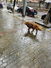 出眾者狗狗自背包大型犬自馱包狗狗書(shū)包金毛德牧便攜寵物胸背帶牽引繩 棕色（單件胸背帶） L（建議體重40-80斤） 曬單實(shí)拍圖