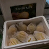 居里山東煙臺(tái)太婆梨軟糯大頭香蕉啤梨老媽子丑茄面梨菇水果特產(chǎn)整 3斤小果【單果100g+】 曬單實(shí)拍圖
