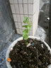 2棵新品種金霸黃金百香果苗1個(gè)1斤金霸黃金百香果苗當年結果 1棵20厘米高種植11個(gè)月結果 15cm以下 曬單實(shí)拍圖