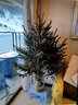 真圣誕樹(shù)真樹(shù)盆栽松樹(shù)圣誕樹(shù)挪威云杉樹(shù)苗鮮活的室內客廳商場(chǎng)節日 挪威云杉圣誕真樹(shù)1.5-1.8米高 曬單實(shí)拍圖
