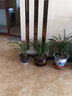 德芳蘭業(yè) 四季建蘭 不帶花苞 濃香味 素心蘭花苗 鐵骨天香 蘭草室內陽(yáng)臺花卉植物盆栽 鐵骨天香：10苗連體帶簡(jiǎn)易盆發(fā)貨 曬單實(shí)拍圖