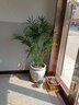 意軒客廳大型植物散尾葵室內花卉綠植大盆栽袖珍椰子苗鳳尾竹四季常青 1.2-1.4米 不含盆 曬單實(shí)拍圖