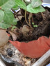 花葉絡(luò )石盆栽陽(yáng)臺庭院觀(guān)葉盆栽綠植物垂吊爬藤蔓耐熱耐寒花鏡花園垂吊 11cm簡(jiǎn)易盆栽 帶盆栽好 曬單實(shí)拍圖