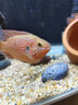 甄夢(mèng)漁野可繁殖組熱帶觀(guān)賞魚(yú)白金寶藍迷你鸚鵡魚(yú)種魚(yú)一對公母淡水卵生配對 繁殖雙魔2對(血鉆+鸚鵡)(6-7cm） 曬單實(shí)拍圖