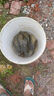 吾家余堂釣魚(yú)中藥材配方野釣黑坑鯉魚(yú)鯽魚(yú)鰱鳙餌料藥酒小藥泡酒材 珍選二十余味配方可泡五斤酒(贈麝香) 曬單實(shí)拍圖