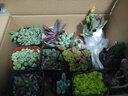 花絡(luò )閣萬(wàn)年草 大薄雪 春之奇跡  圓葉 萬(wàn)年草 旋葉姬星 多肉 黃金萬(wàn)年草 曬單實(shí)拍圖