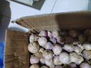 琦拉獨頭蒜大蒜頭 2024云南大理紫皮獨蒜 精品新鮮干蒜濕蒜農家自種 獨頭蒜-5斤-中果【2.5-3.0cm】 曬單實(shí)拍圖