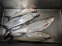 海迪 進(jìn)口魚(yú)線(xiàn)激光飛磕線(xiàn)金剛釣魚(yú)線(xiàn)主線(xiàn)子線(xiàn)黑坑超強(qiáng)拉力大力馬PE線(xiàn) 綠色飛磕主線(xiàn) 0.8號(hào) 曬單實(shí)拍圖