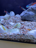 春瑞黑殼蝦水族箱水草缸清潔除藻工具淡水觀賞蝦大和藻蝦寵物活體飼料 5種各5只 曬單實(shí)拍圖