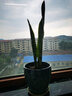 御卉閣大虎皮蘭苗室內客廳辦公室虎尾蘭花卉綠植盆栽公司陽(yáng)臺四季種植 曬單實(shí)拍圖