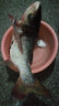 狼王漁具黃巖金屬魚輪杯磯釣輪路亞輪紡車輪遠投輪魚線輪海竿輪 6000型 曬單實拍圖