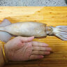 道樓鮮閣東山島大魷魚海捕整只冷凍鮮活魷魚火箭筒烏賊章魚火鍋燒烤食材 1斤（2-3條） 優(yōu)質(zhì) 曬單實拍圖