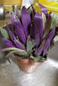 春枝韻盆栽油畫(huà)吊蘭花卉植物室內花好養凈化空氣辦公桌面觀(guān)葉綠植 紫露蘭+230#原土原盆 帶盆栽好 曬單實(shí)拍圖