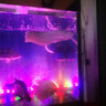 SOBO松寶魚缸燈led燈防水照明燈水草燈草缸燈潛水燈賞魚T8燈管鸚鵡龍 型號D-218  長21厘米【順豐配送】 曬單實拍圖