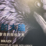 鳥(niǎo)的大腦——鳥(niǎo)類(lèi)智商的探秘之旅 曬單實(shí)拍圖