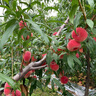 平谷 紅桃現(xiàn)摘水果蜜桃甜桃子北京特產(chǎn)平谷鮮桃大桃旗艦 甄選 7斤裝 蟠桃【禮盒裝】 曬單實(shí)拍圖
