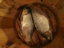 小鳳仙錘頭尾夜光漂醒目魚漂野釣加粗橄欖尾大物日夜兩用電子漂鰱鳙浮漂 L-DJ12 大物專攻 吃鉛約6.8g 日夜兩用(咬鉤變色)1支裝 曬單實拍圖