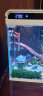 森森（SUNSUN） 鱼缸水族箱 生态智能超白玻璃 LED灯带过滤创意观赏金鱼缸 智能380超白鱼缸 内置棉和滤材 实拍图