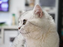 奧之心（OM SYSTEM）M.ZUIKO DIGITAL ED 12-40mm F2.8 PRO II 標準變焦鏡頭 奧林巴斯微單鏡頭 曬單實拍圖