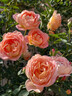 茗花潭四季播薔薇花種子爬藤月季玫瑰開花不斷爬墻庭院花卉盆栽植物花籽 混色玫瑰種子半斤 曬單實拍圖