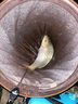 獵魚王網紅裴裴 裴萊道鯉魚散炮添加劑魚餌黑坑搶魚偷驢爆護鯉魚餌料 果誘（100ml） 曬單實拍圖