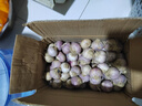 琦拉獨頭蒜大蒜頭 2024云南大理紫皮獨蒜 精品新鮮干蒜濕蒜農家自種 獨頭蒜-5斤-中果【2.5-3.0cm】 曬單實(shí)拍圖