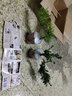 朵芮蜜盆景植物懸崖提根素材文竹榆樹六月雪赤楠清香木紅楓紫檀米竹雀梅 白色 懸崖六月雪 不含盆 曬單實(shí)拍圖