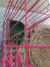 jolly pet products寵物兔垂耳兔侏儒兔子主糧小型兔全方位營養(yǎng)兔糧 豐富維生素兔糧2斤 jp06 曬單實拍圖