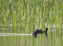 適馬（SIGMA）Sports運動版 全畫幅  單反 遠攝長焦 二手 長焦打鳥鏡頭 150-600mm F5-6.3 S版 佳能EF口 99新 曬單實拍圖