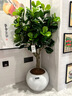植卉居簡(jiǎn)約輕奢高級感樹(shù)脂花盆奶油風(fēng)黑金剛橡皮樹(shù)胖盆圓球形花盆 球形盆#170【10*15】配托盤(pán) 一套裝 曬單實(shí)拍圖