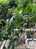 盆栽茶花苗 山茶花苗綠植花卉盆栽四季好養(yǎng)茶花樹苗盆栽耐寒花卉觀花植物室內(nèi)花卉綠植開花不斷 不含盆 十八學(xué)士 2年苗 曬單實(shí)拍圖
