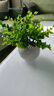 樹顏假花擺件塑料花含花瓶干花花束仿真植物盆景絹花客廳陽臺餐桌裝飾 1號米蘭+白瓷盆 曬單實拍圖