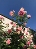 壹植粉色龍沙寶石薔薇爬藤本月季花苗盆栽四季濃香玫瑰花卉植物庭院開(kāi) 【開(kāi)花機器】粉龍沙寶石中苗 裸根不帶土 曬單實(shí)拍圖